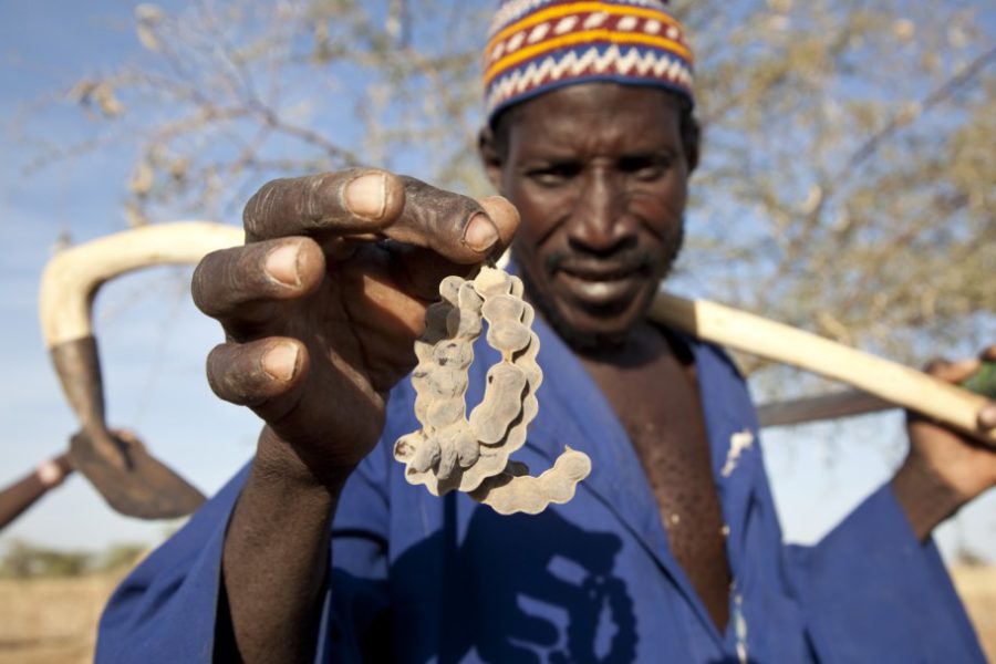 Bauer Issofou Maiga aus dem Dorf Djigo in der Nähe von Dori. Arbeit an Steinmäurchen, um sie vor dem Überwachsen zu schützen.