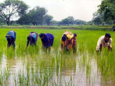 Inder:innen arbeiten in einem Reisfeld