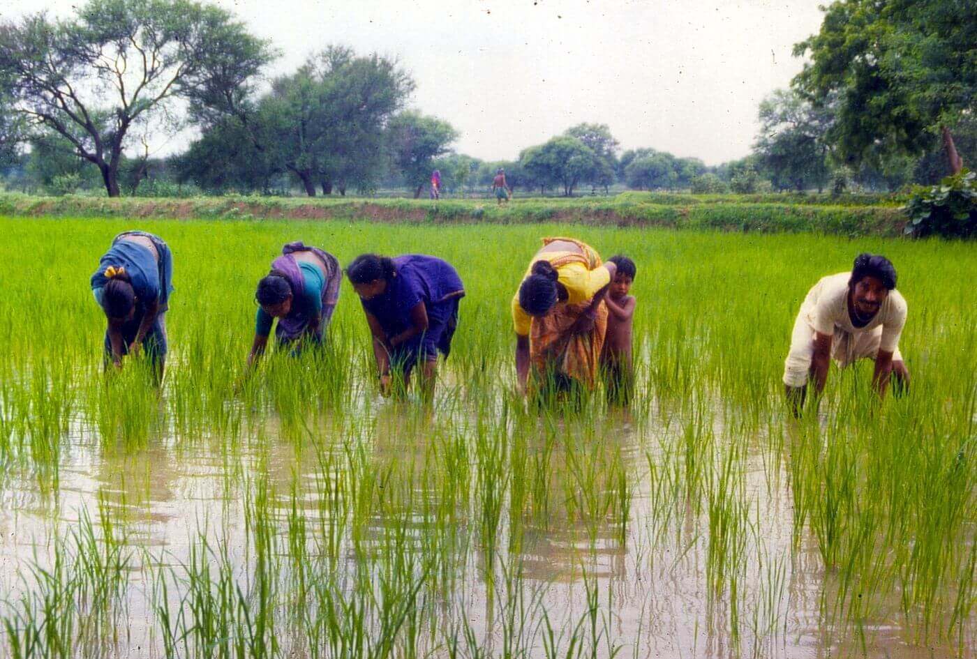 Inder:innen arbeiten in einem Reisfeld