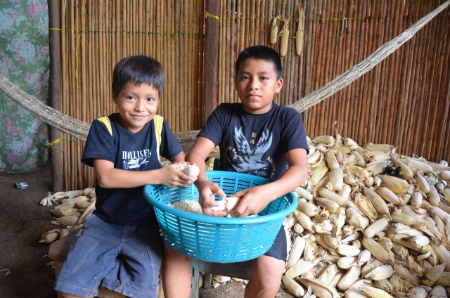 Saatgut gehört in Bauernhände. Zwei Buben in Guatamala bearbeiten den getrockneten Mais.