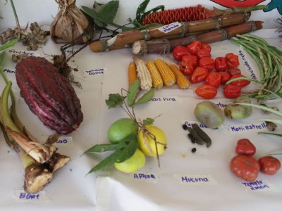Kolumbien VICARIA DEL SUR, Präsentation und Austausch von Gemüse für die Saatgutgewinnung.