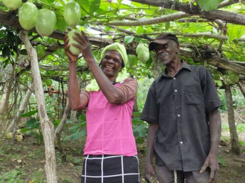 Haiti CONCERTACTION, Sie fördern Schulungen in nachhaltiger Landwirtschaft mit Fruchtbäumen zwischen Gemüsegärten. Sie sichern so Einkommen und Ernährung von Familien.