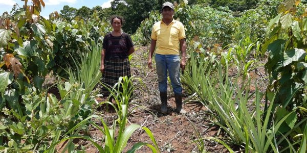 Eine Frau und ein Mann stehen auf ihrem Feld, das sie mit agrarökologischen Methoden bepflanzt haben