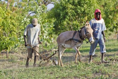 Zwei Senegalesen mit einem Esel, der eine Ackerfräse auf dem Feld zieht
