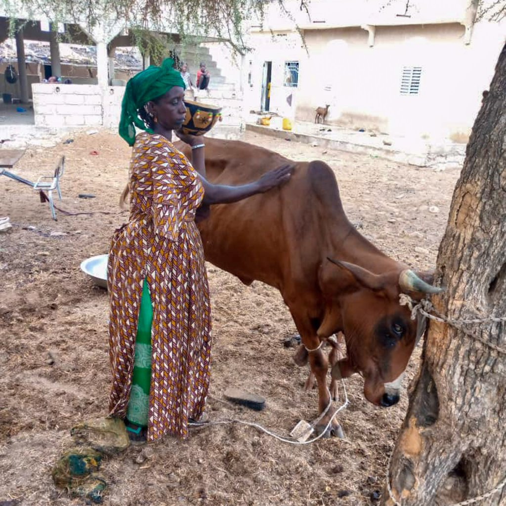 Die anhaltende Trockenheit lässt Menschen und Tiere in Senegal leiden.