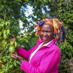 Eine Bäuerin hält eine grüne Frucht in der Hand, die von einem Baum herunter hängt. Durch eine nachhaltige Landwirtschaft wird Hunger reduziert.