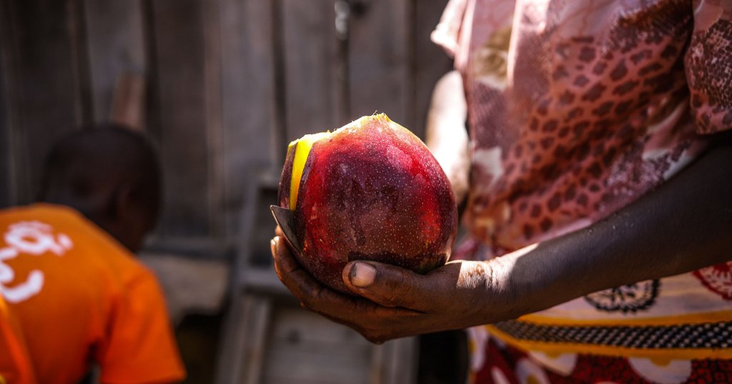 Die kenianische Bäuerin Faith Wanjiru schneidet eine Frucht, die sie zuvor aus ihrem Garten geerntet hat. Der Welthunger kann durch agrarökologische Anbaumethoden gebremst werden.