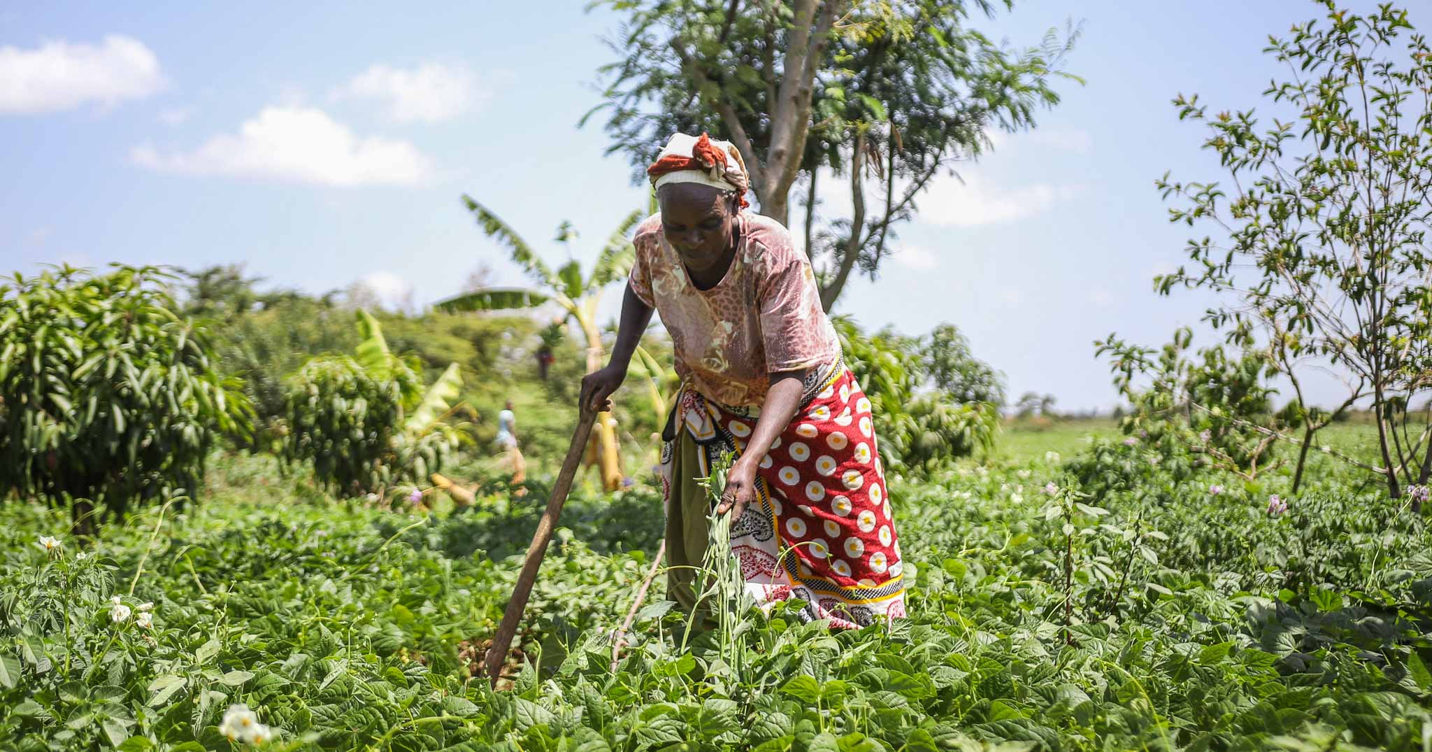 Die kenianische Bäuerin Faith Wanjiru arbeitet auf ihrem Feld mit agrarökologischen Methoden. Dieser Ansatz ist zentral, um dem Welthunger entgegenzuwirken.