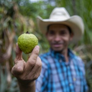 Ein Kleinbauer in Guatemala hält eine Frucht in die Höhe, die durch nachhaltige Landwirtschaft erzeugt wurde