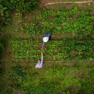 Zwei guatemaltekische Bauern arbeiten auf ihrem Feld - Ernährung in Guatemala sichern