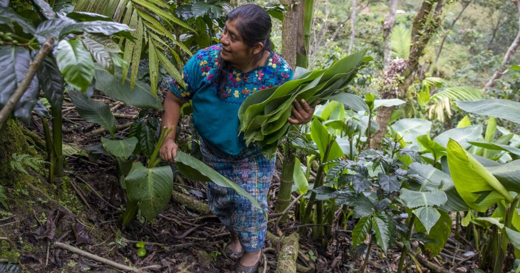 Eine indigene Guatemaltekin geht durch den Wald und pflückt Blätter für ihren eigenen Gebrauch - Essen in Guatemala sichern