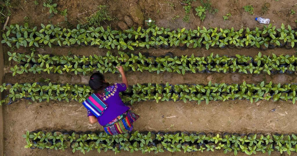 Eine guatemaltekische Kleinbauerin arbeitet auf ihrem Feld - Ernährung sichern durch Agrarökologie in Guatemala