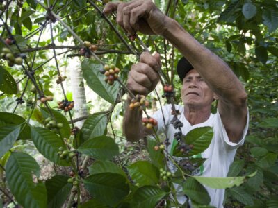 Bauer in den Philippinen bei der Ernte der Kaffeebohnen.