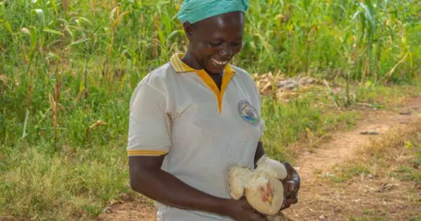 Gestiegene Ernten dank Agrarökologie