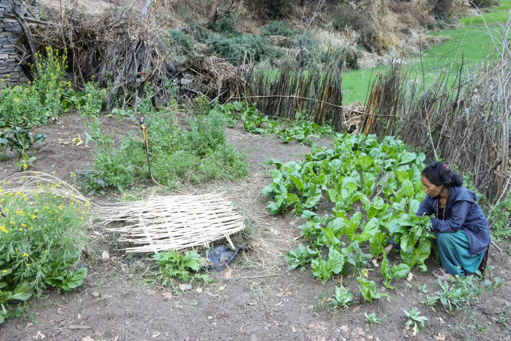 Beitrag Kamala Gurung 1