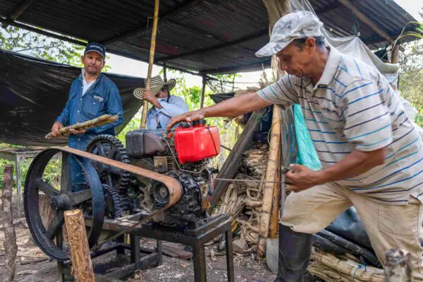 Erfolgreiches Zuckerrohrgeschäft